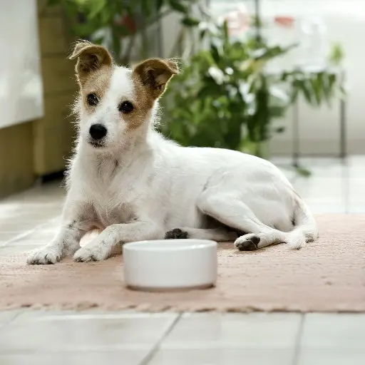 Hund mit Futter