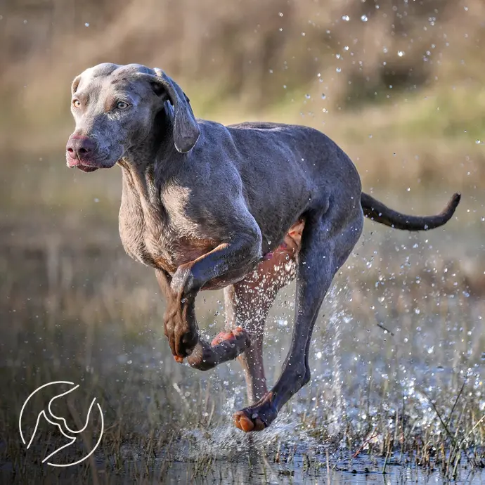Knochen und Gelenke für Hunde cKnochen und Gelenke für Hunde