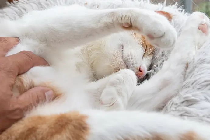 Blogartikel Darmsanierung bei Katzen
