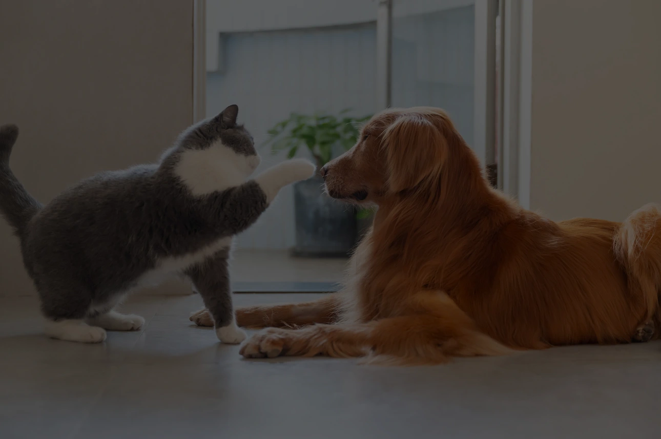 EBooks zur Fütterung und Darmgesundheit von Hund und Katze