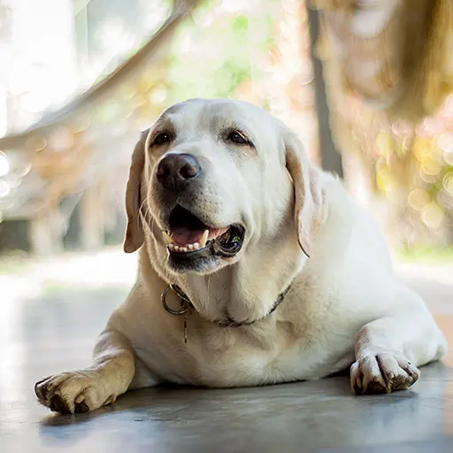 Hund Alter Senior