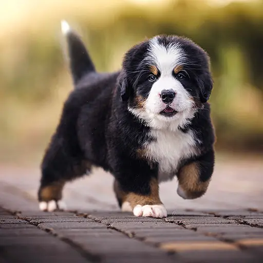 Hund Welpe Wachstum