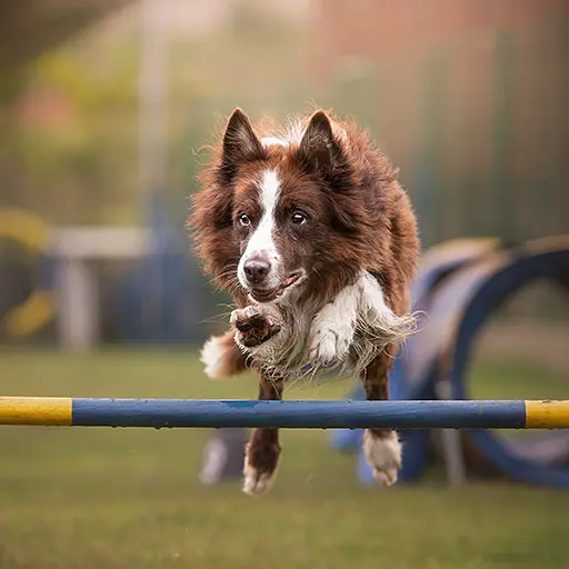 Hund Bewegung Agility
