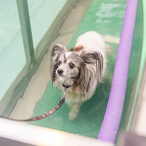 Hund Regeneration Wassertherapie