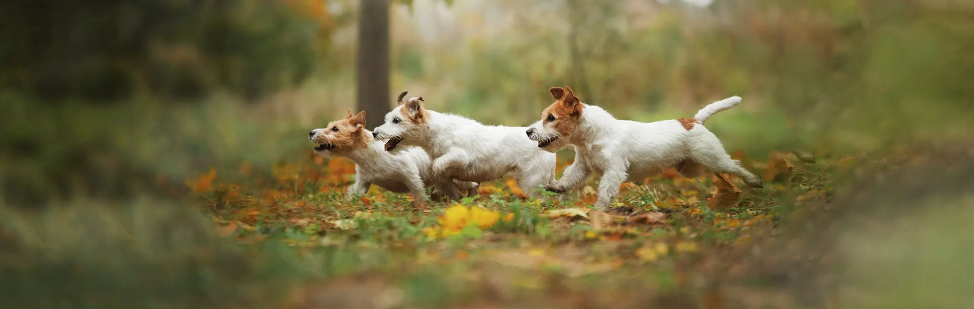 Hunde in Bewegung draußen im Wald