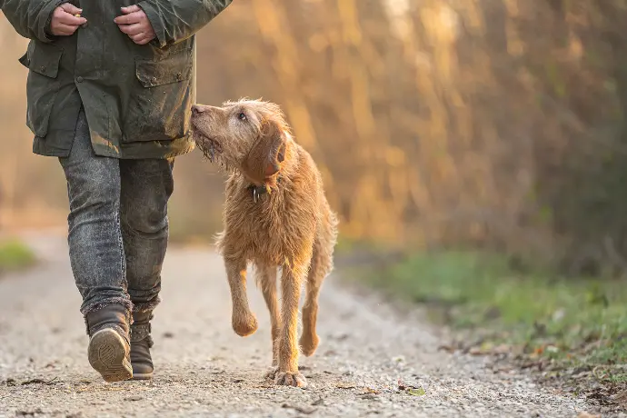 Arthrose beim Hund: Ursachen, Symptome & Therapien