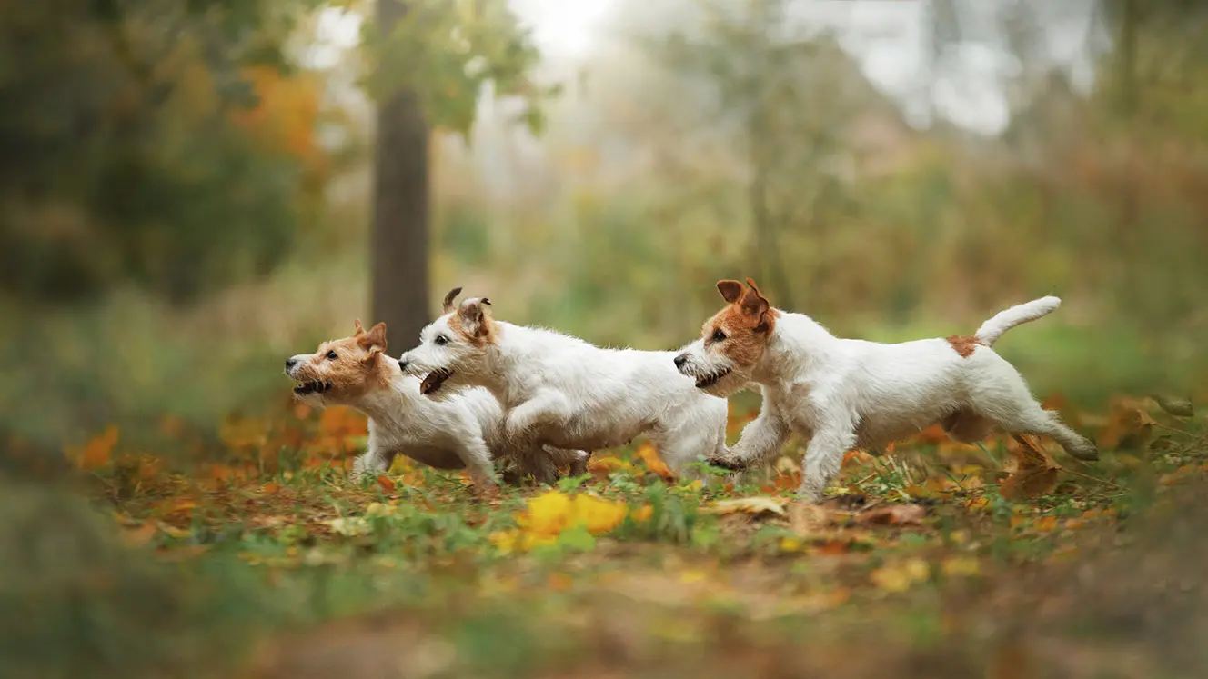 Hunde in Bewegung draußen im Wald