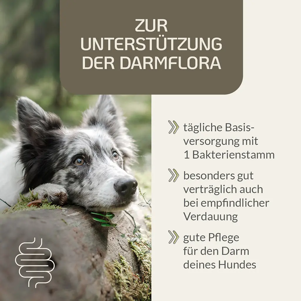 PROVICELL_Probiotic-Vital_Hund_2.webp