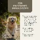 PROVICELL_Immun-Vital_2.webp